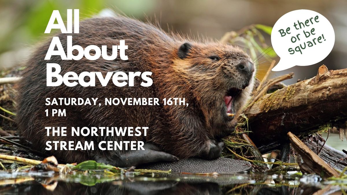 All About Beavers