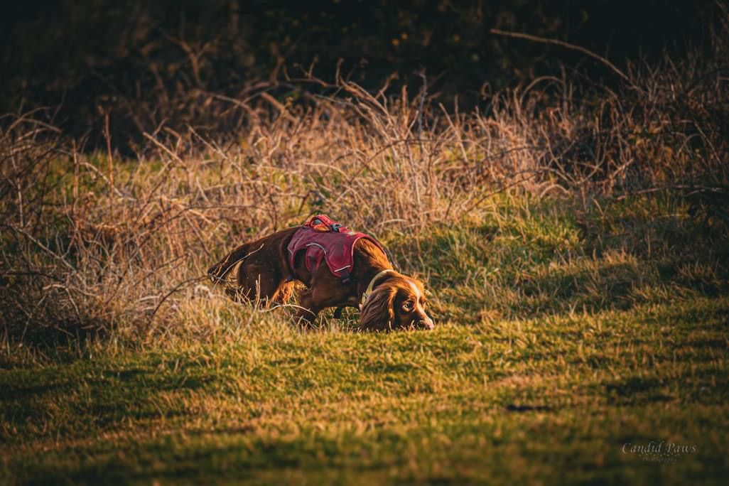 New Forest Area Search Training