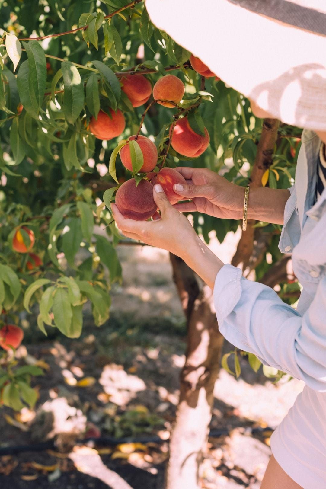 Fruit Trees, Berries and Grapes for Fall Planting 