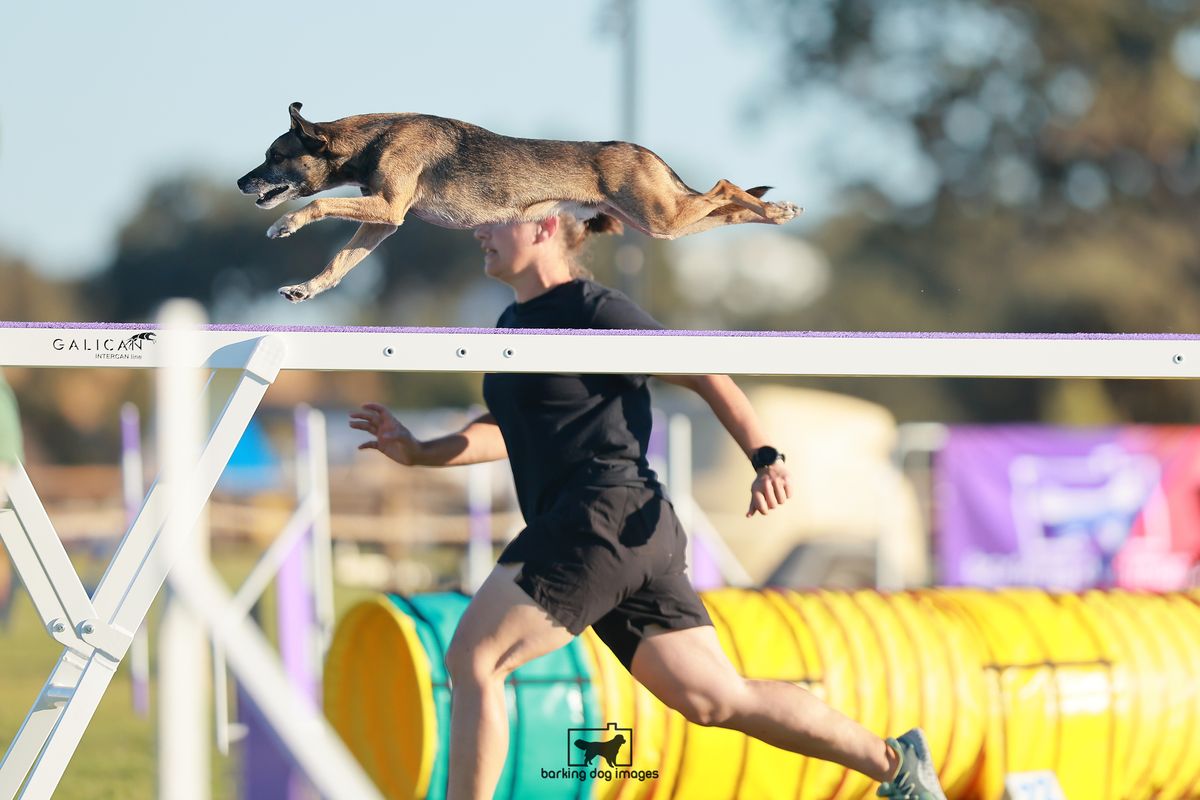 Morningstar's Clever K9s Winter UKI Agility Trial - January 2025