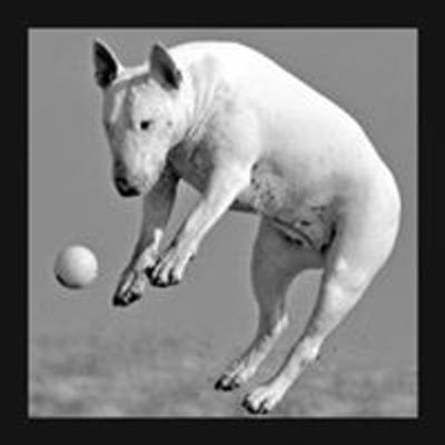 The Bull Terrier Club