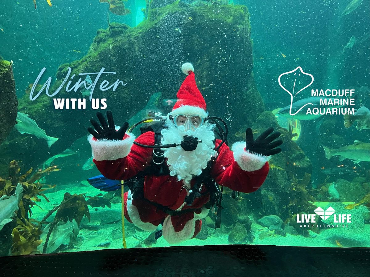 Diving Santa and Festive Fishy Fun