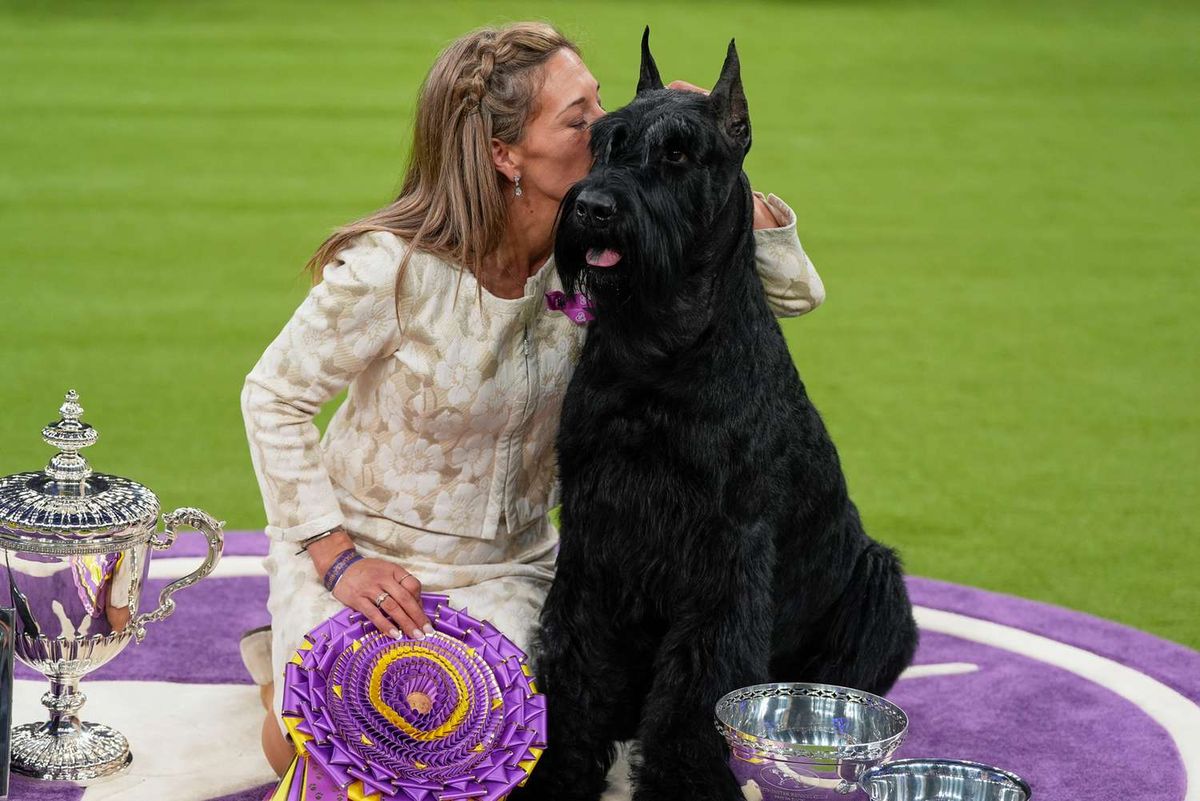 Best In Show