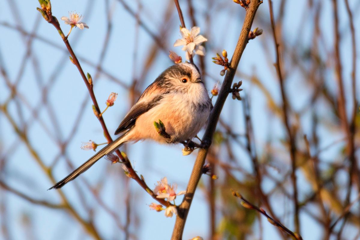 Langdon Birdwatching for Beginners 