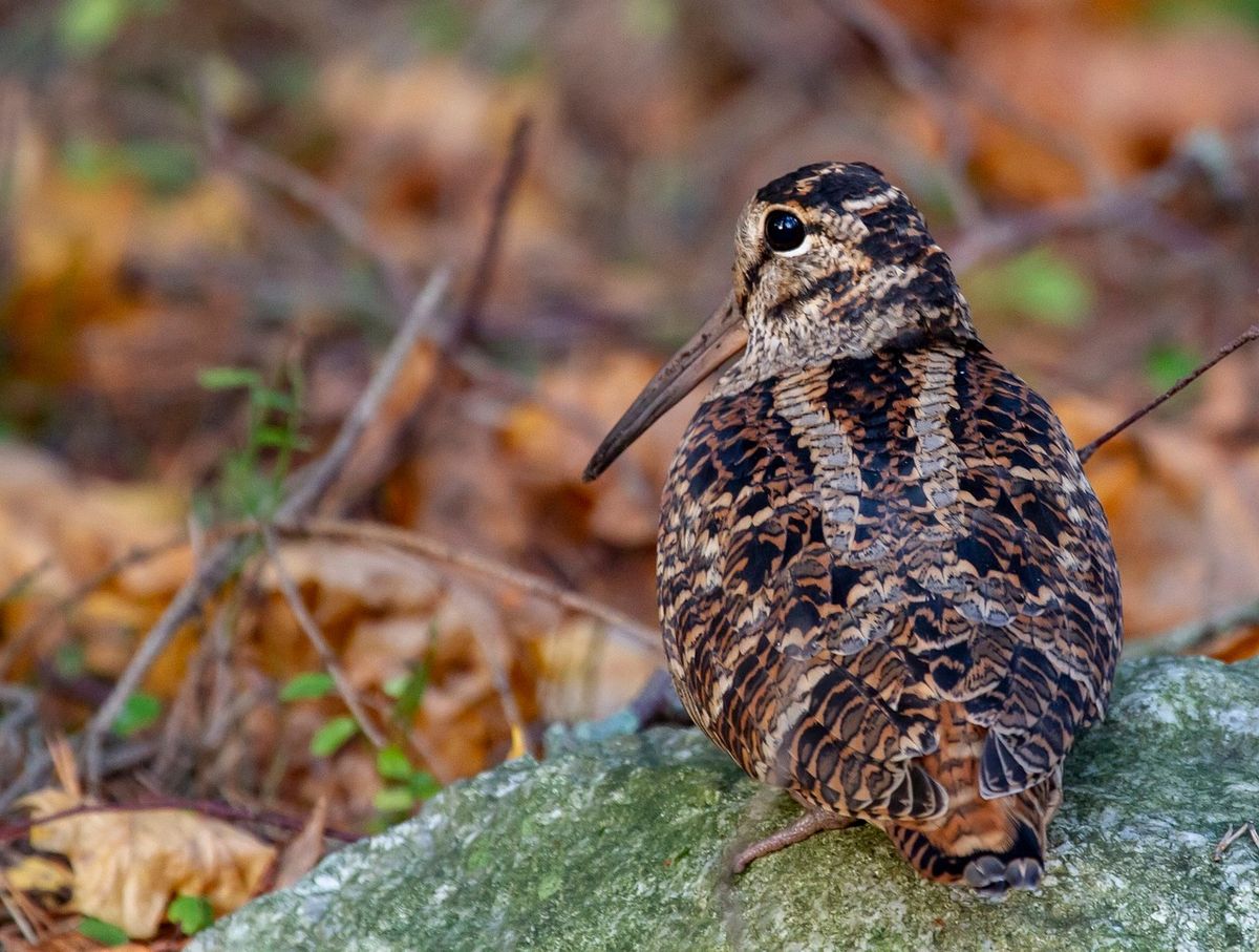 Woodcock Watch