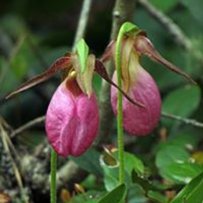 North Carolina Native Plant Society - Blue Ridge Chapter