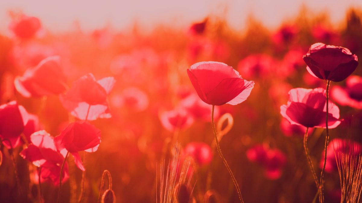 The Kansas City Chorale LIVE at the National WWI Museum and Memorial