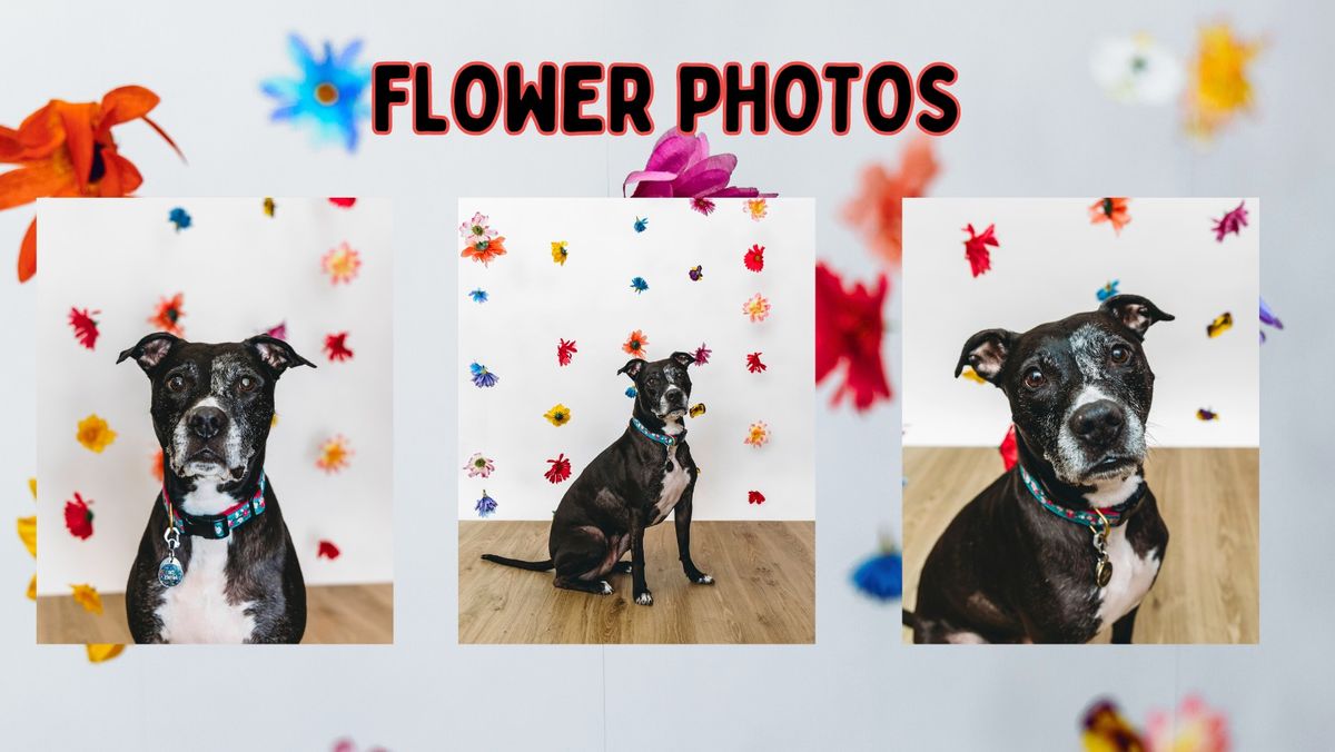 Flower Photos