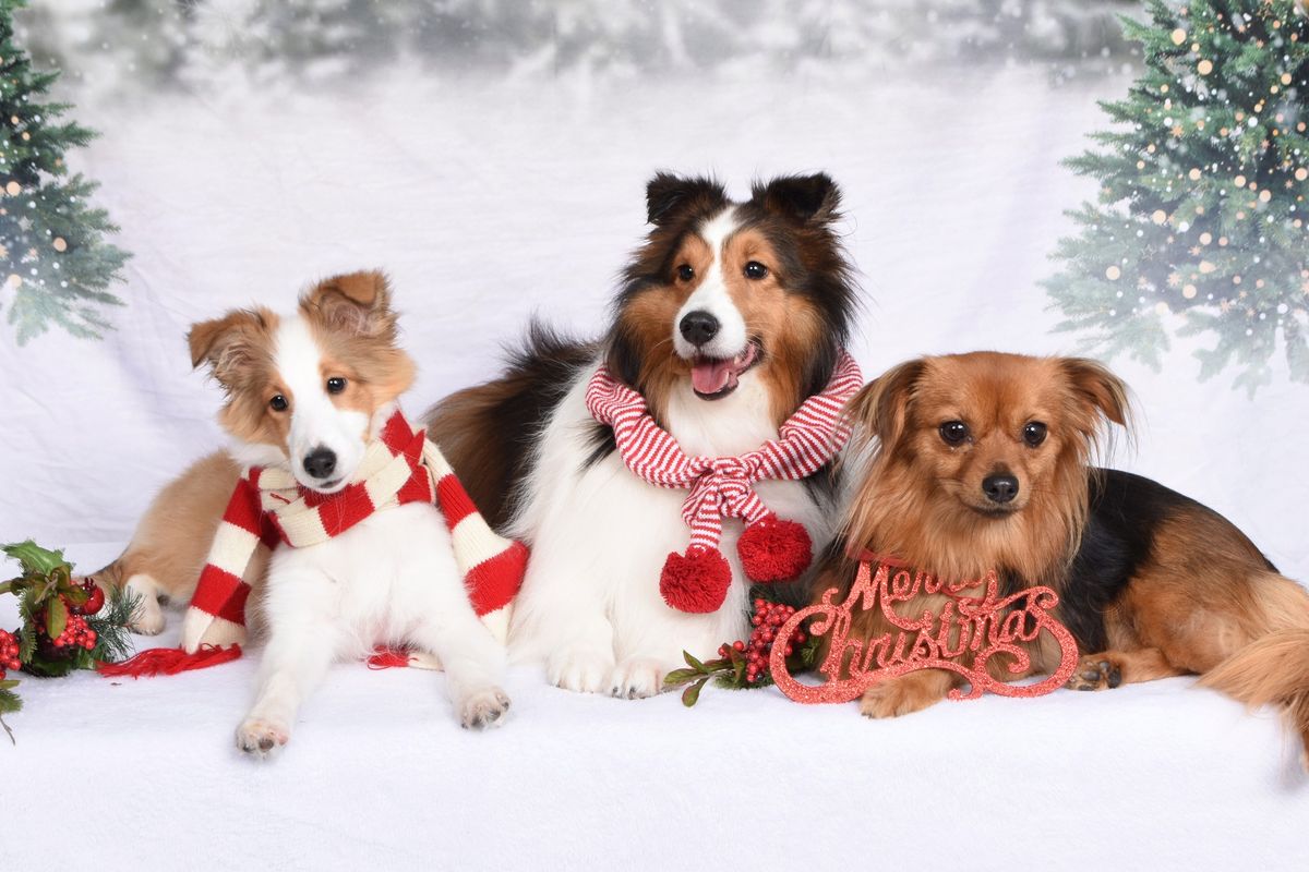 Hollywood Pet's Holiday Photos