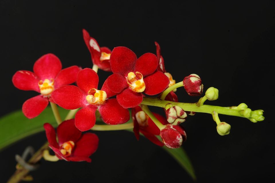 ANOS Illawarra Late Spring Orchid Show 2022, The Old Wollongong