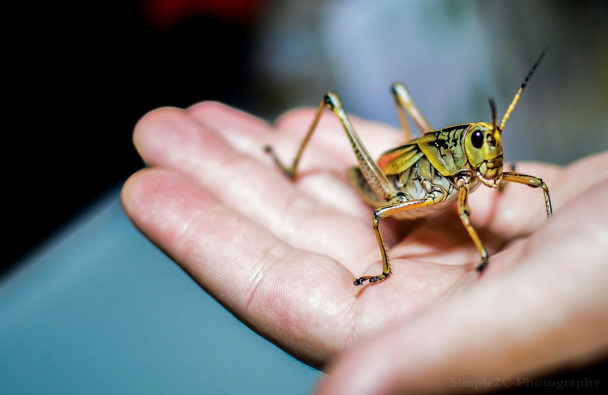InsectPalooza 2026