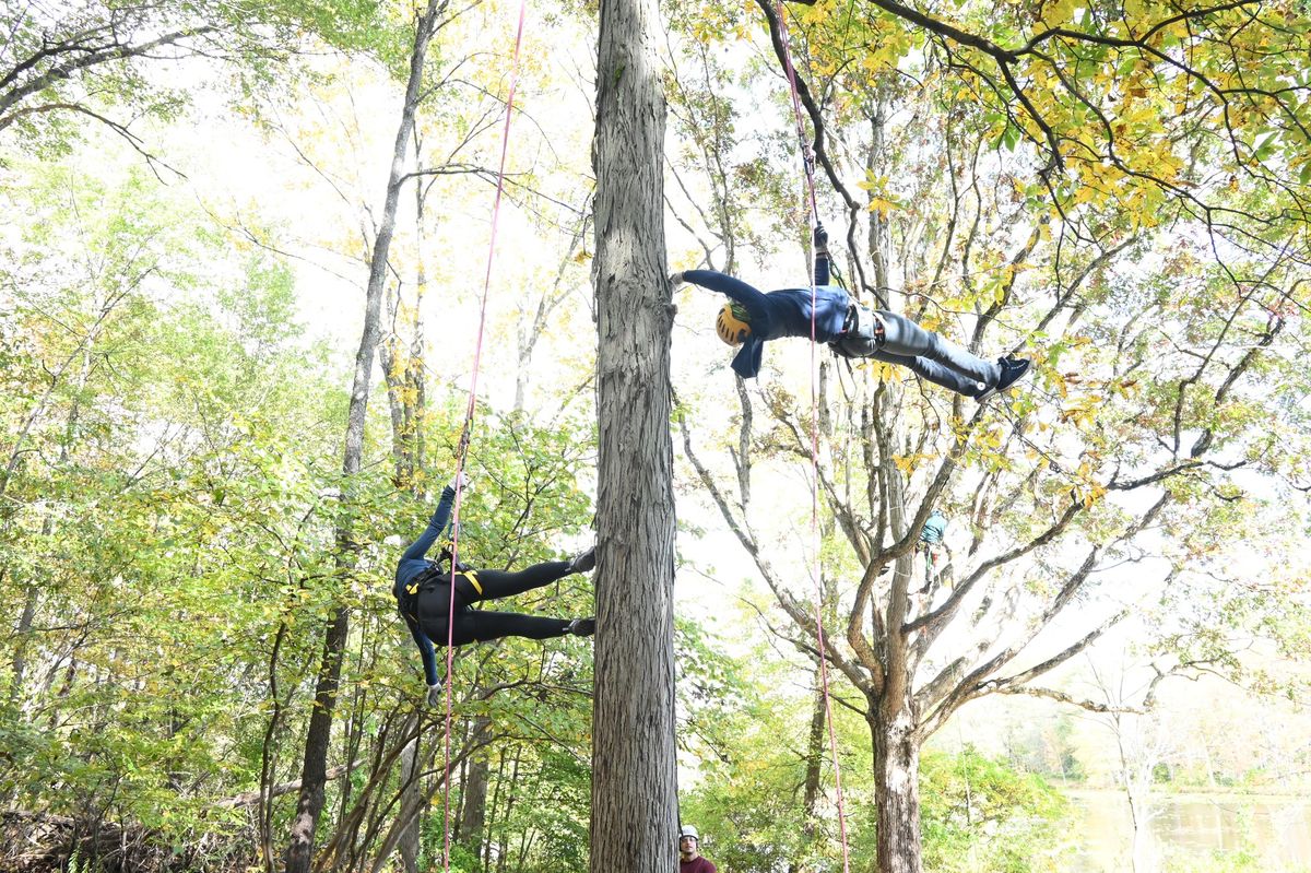 Tree Dancing Days