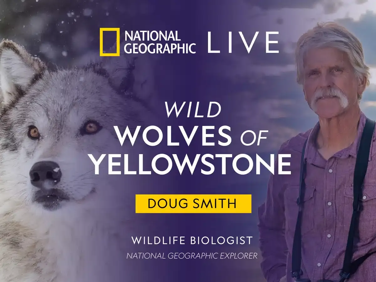 National Geographic Live: Wild Wolves of Yellowstone