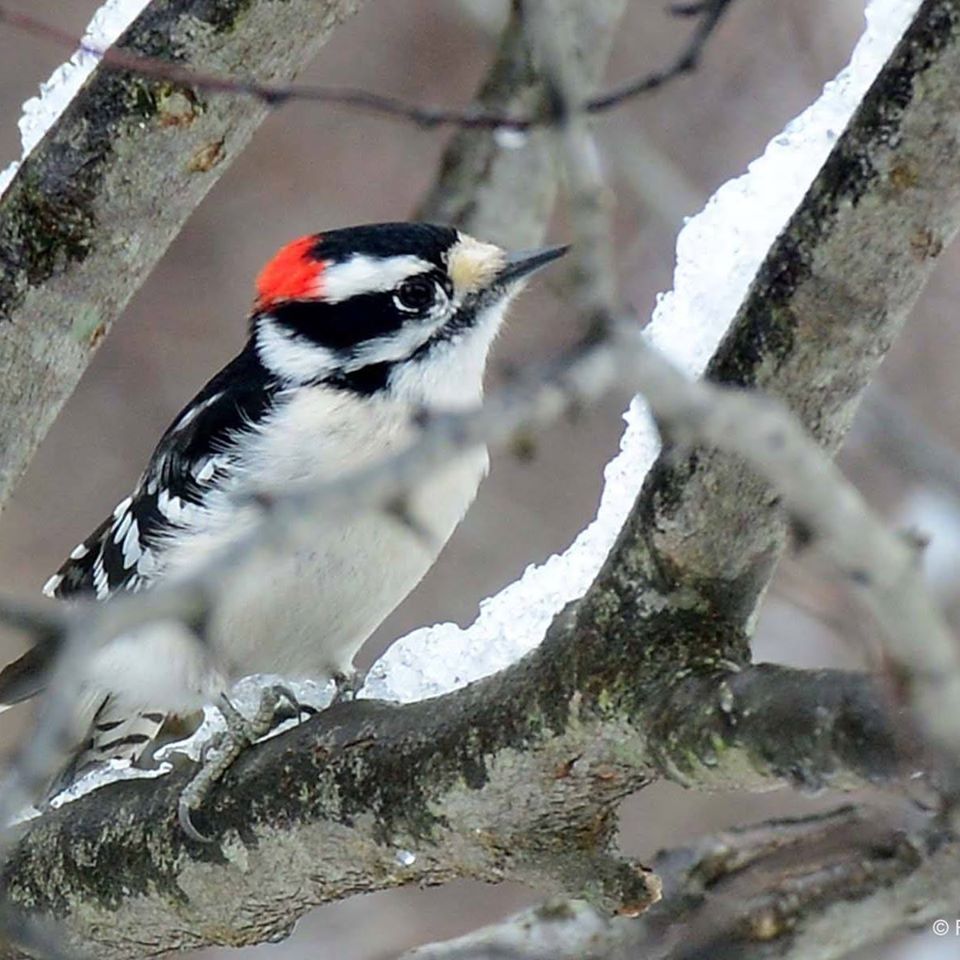 Intro to Birding-BiState Program