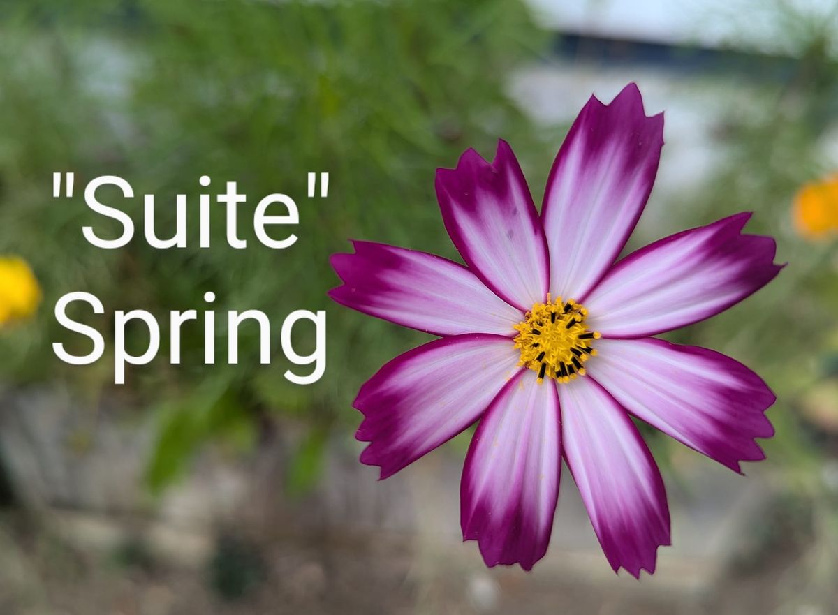 Suite Spring! 