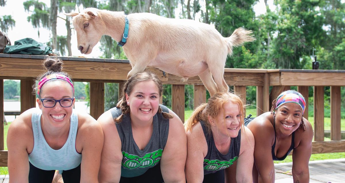 Goat Yoga Tampa lakeside @ In the Loop Brewing - goats, yoga and beer! 11\/10\/24 @ 10:00 am