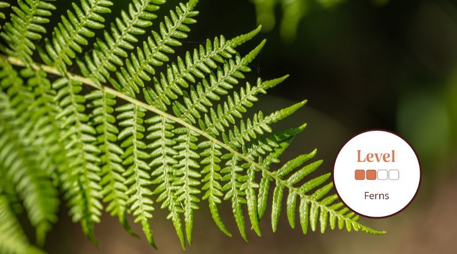 Ferns: An Introduction