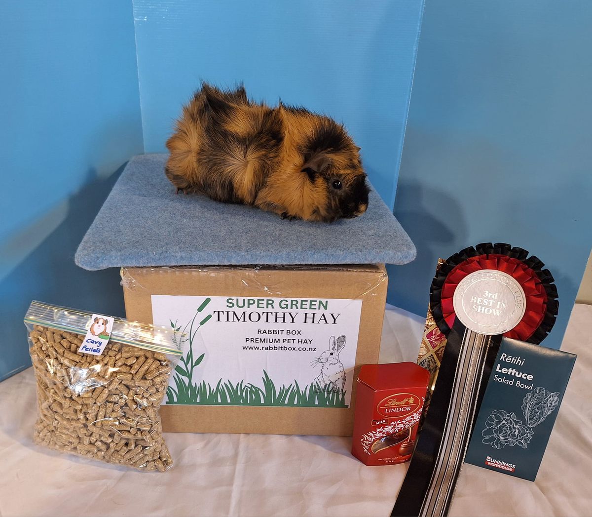 GUINEA PIG SHOW - Christchurch 