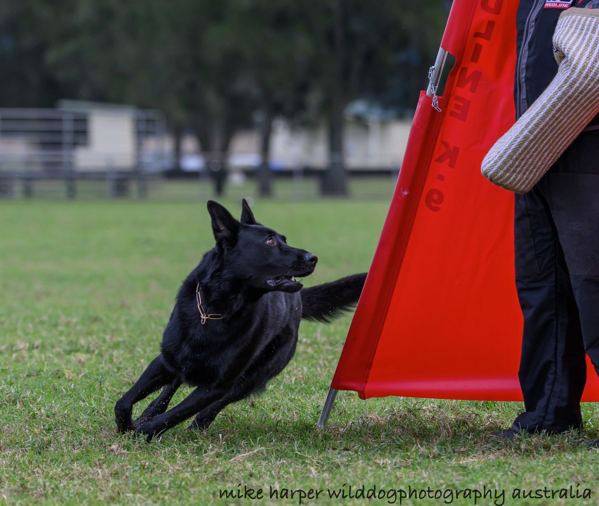 WGSDCA Helper Seminar & Certification | Fenrir Dogsport Club