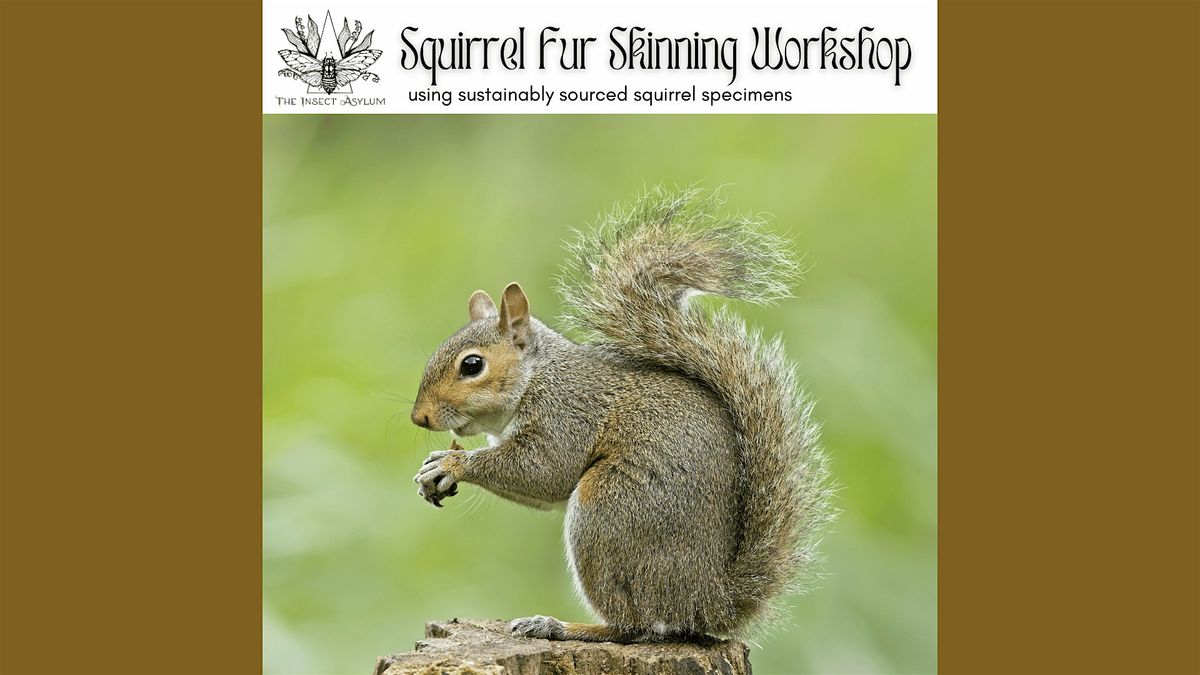 Squirrel Fur Skinning Workshop