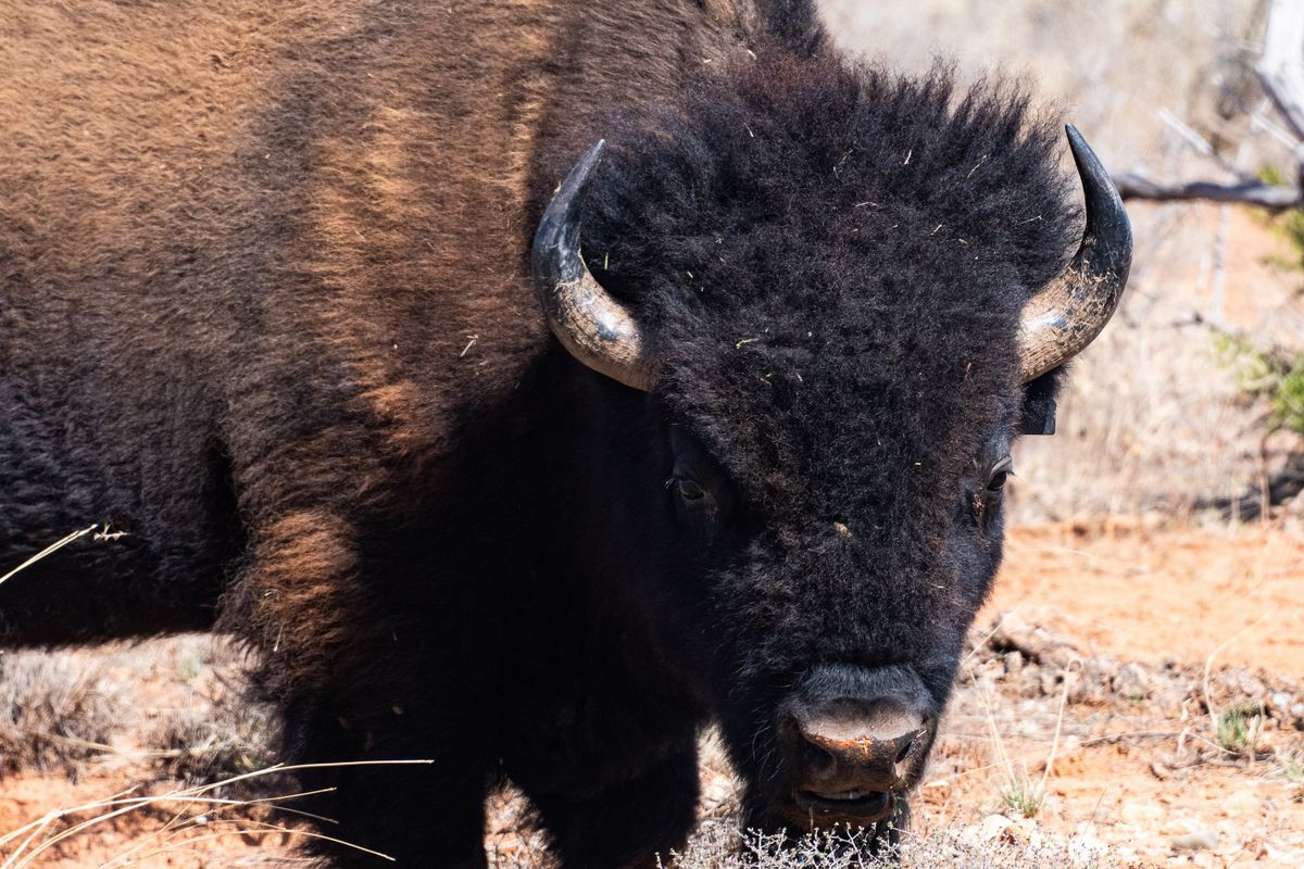 Bison: The Comanches Life Source 