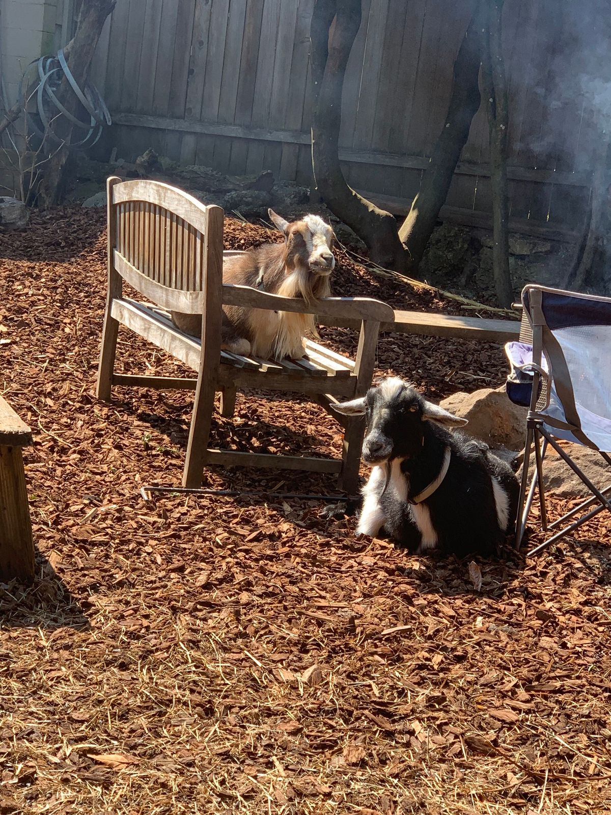 Yard Sale with goats! 