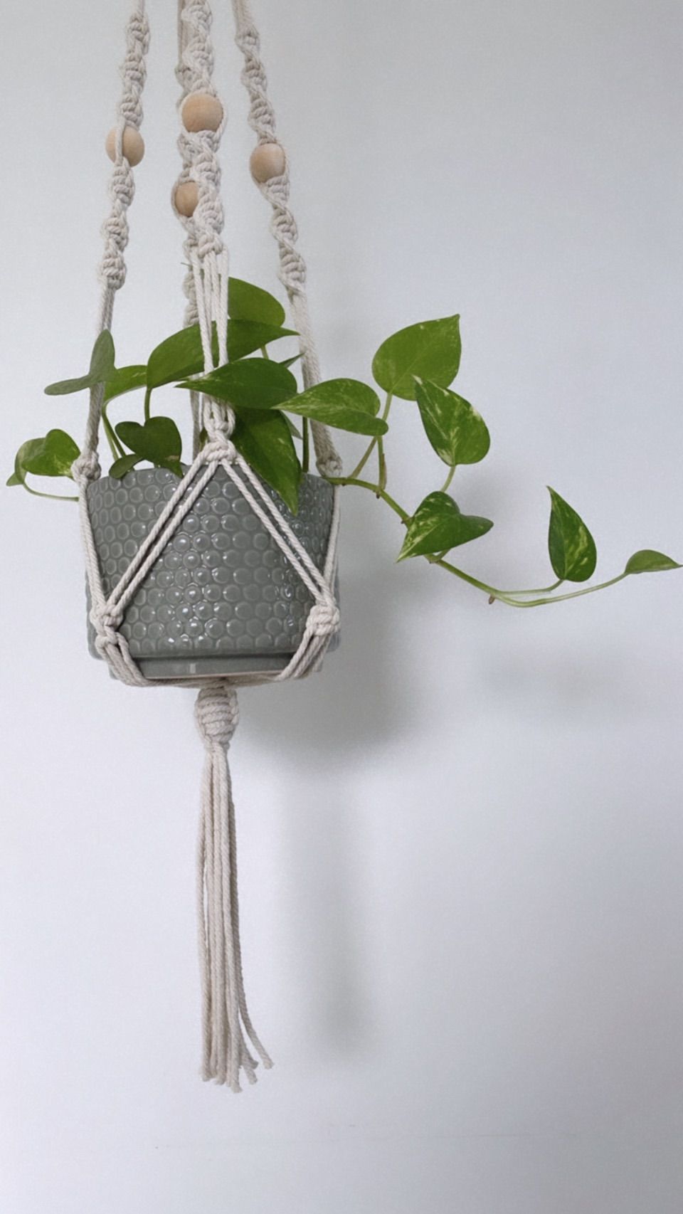 Macrame Plant Hanger Workshop with Gift Plant