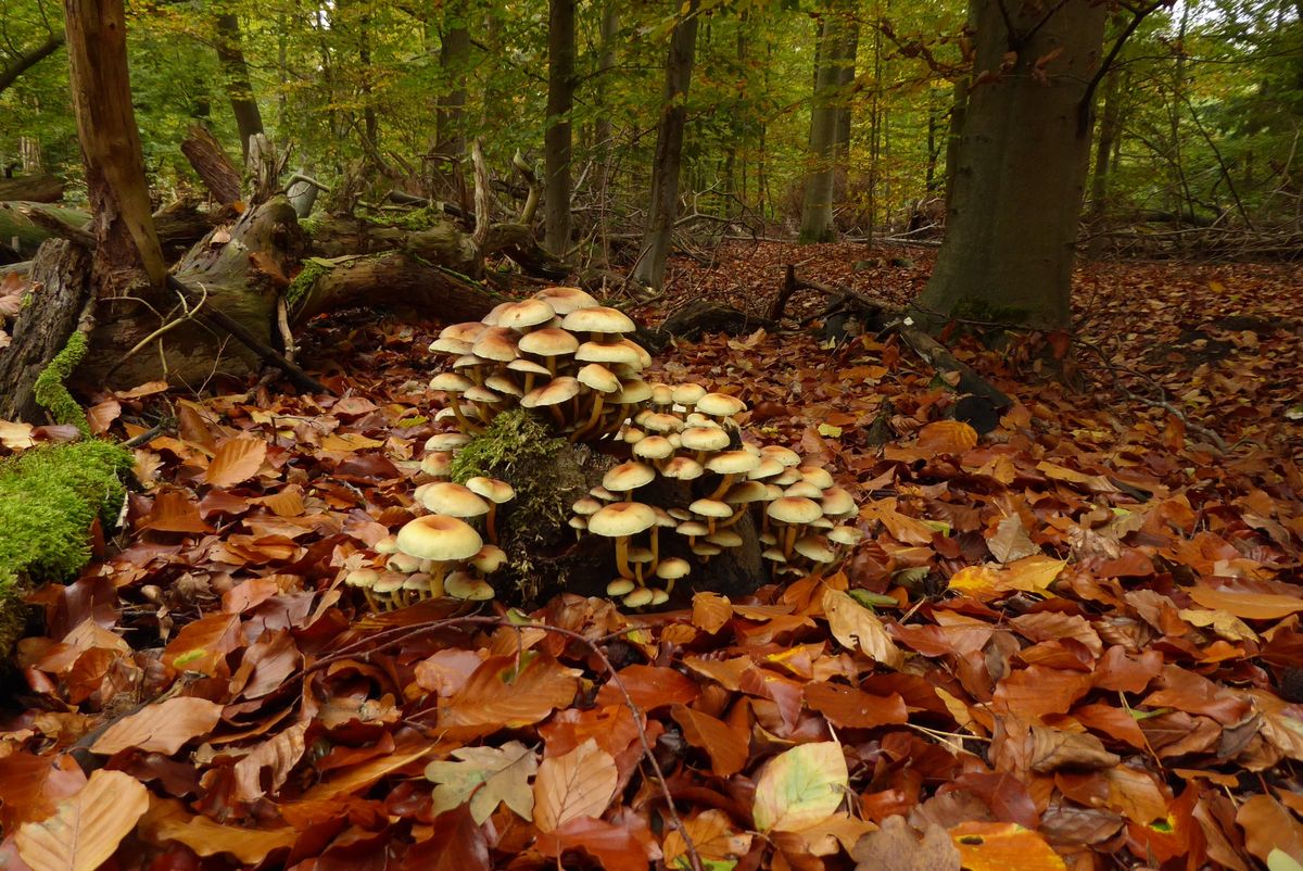 The Magic of Autumn in the Philips de Jongh park