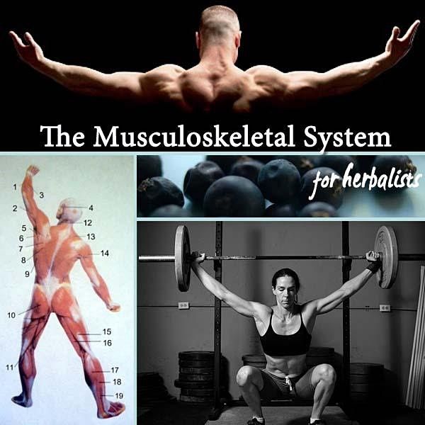 The Musculoskeletal System for Herbalists - 2023