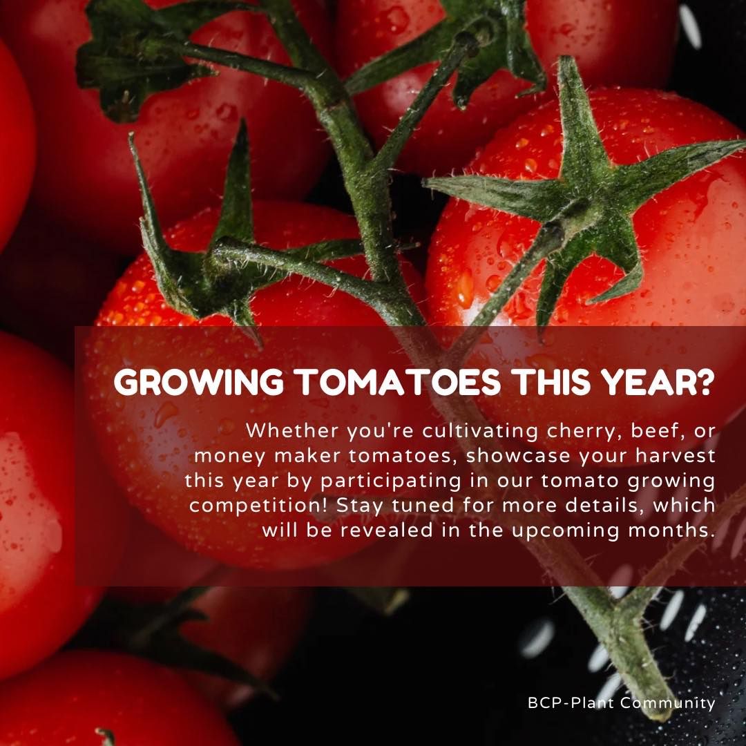 The Great Tomato Contest