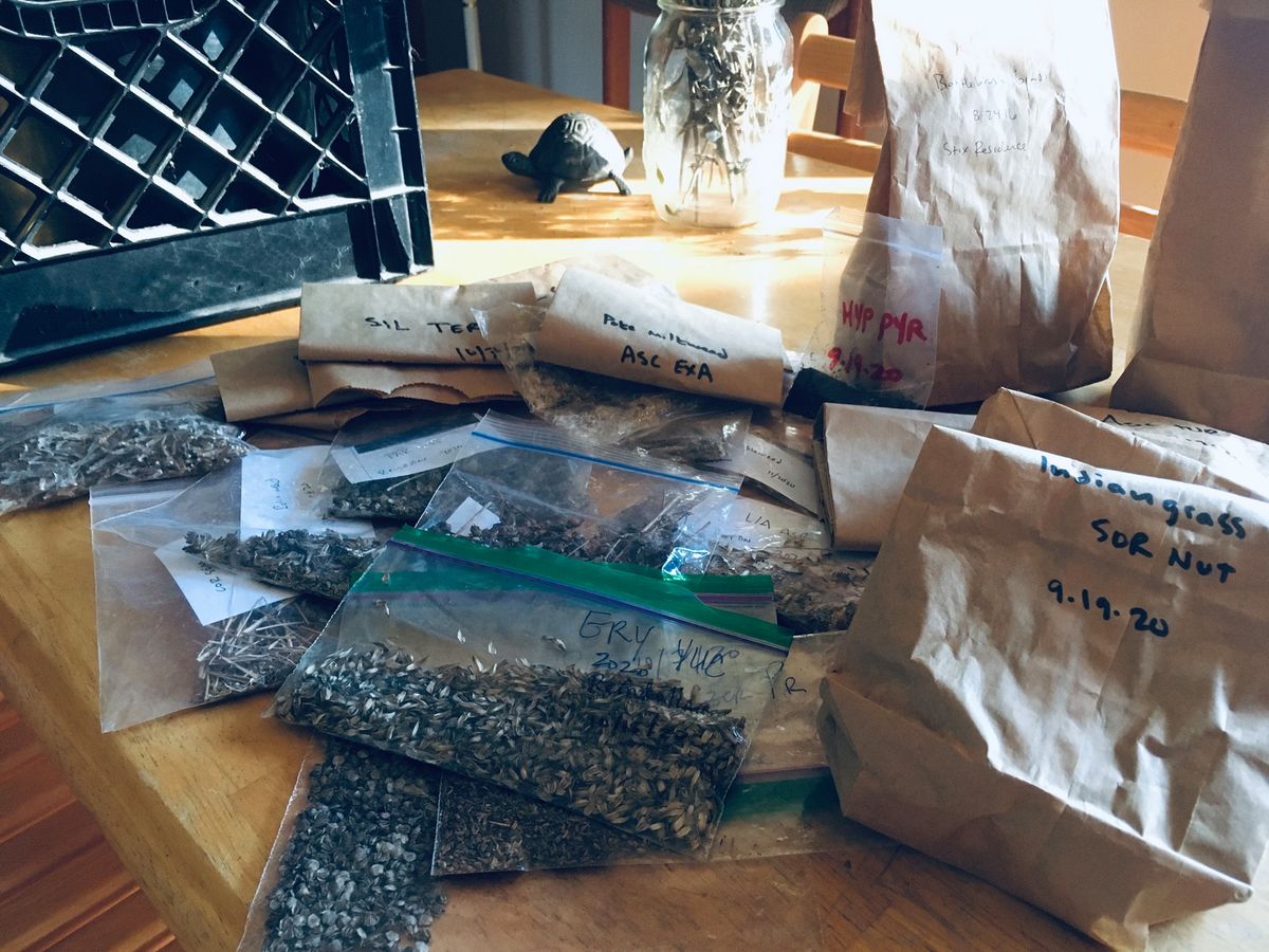 Native Plant Seed Swap