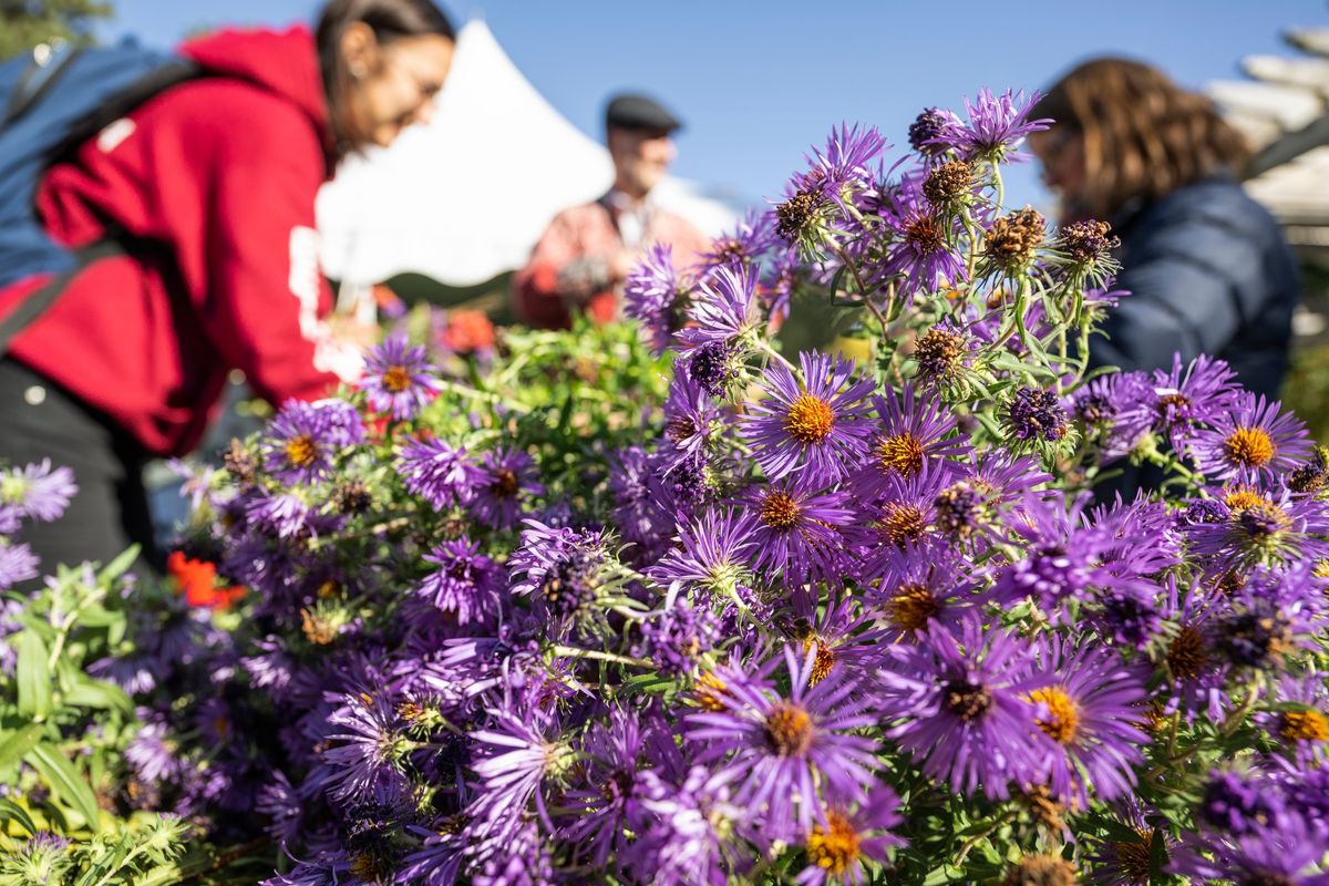 "Gardening with Native Plants": In-Person Badger Talk in Fort Atkinson, WI