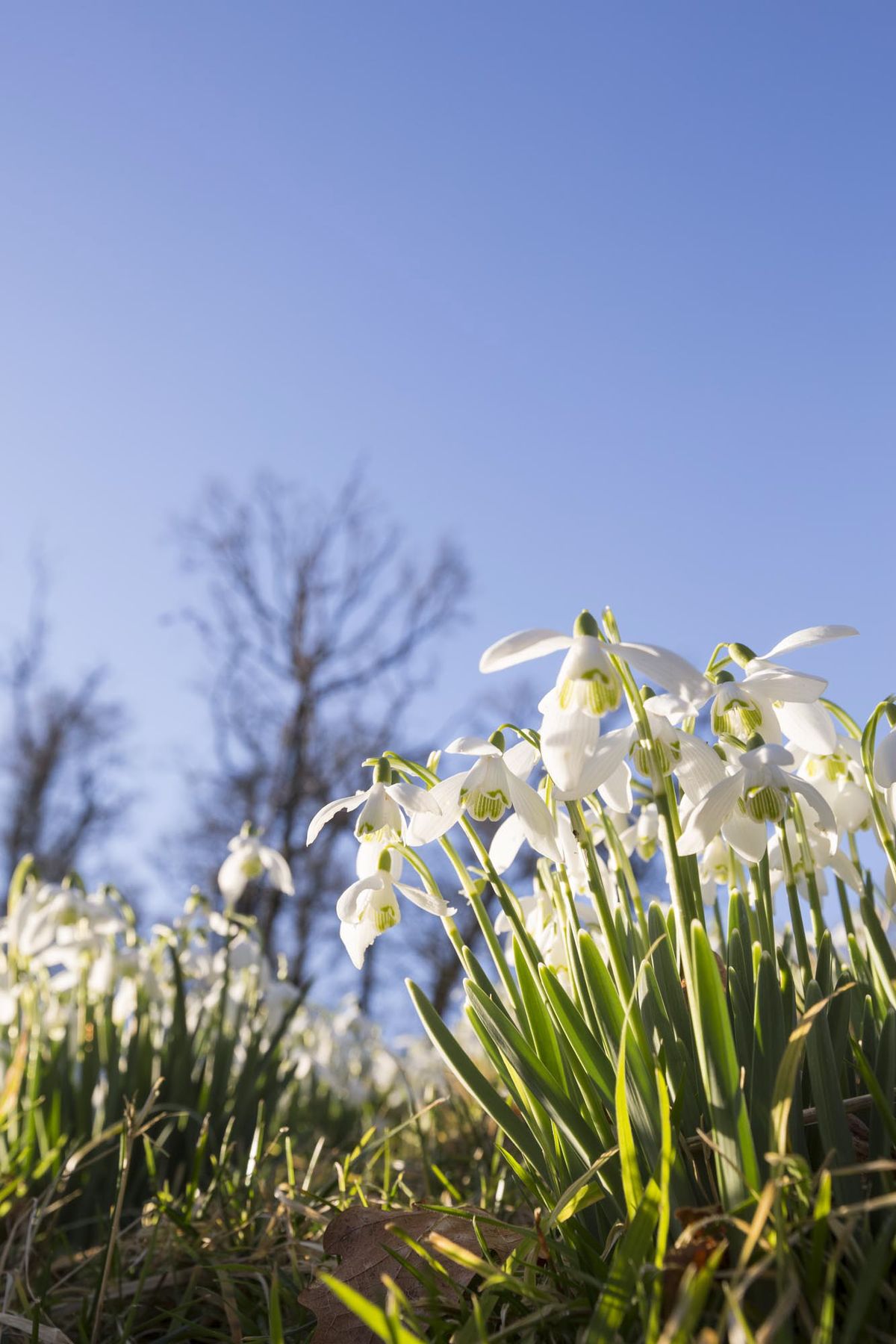 First Light Photography at Kingston Lacy