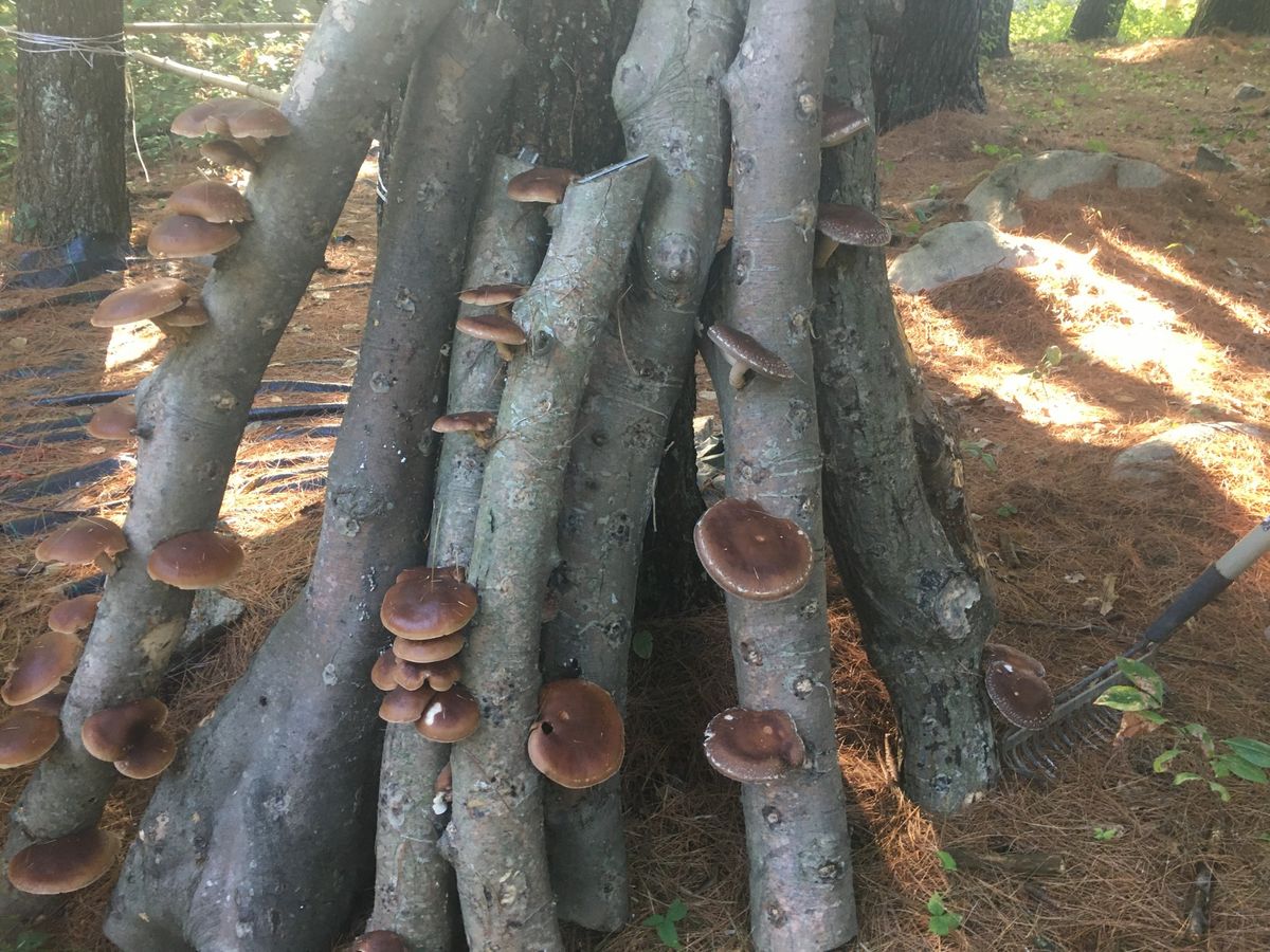 Growing Mushrooms on Logs