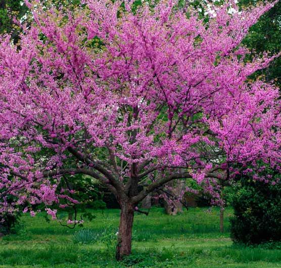 Spring Native Tree & Shrub Sale