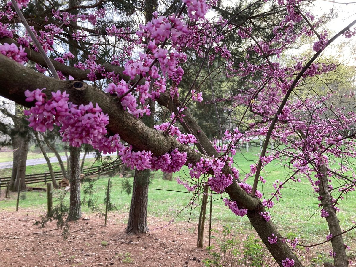 Lunch & Learn - Art in the Garden 