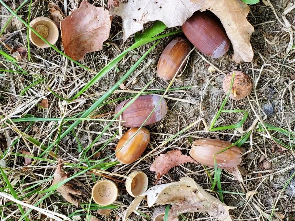 Winter Foraging (Mambourg Park)