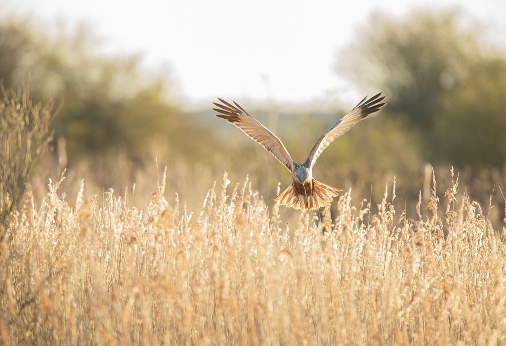 Harrier Roost Walk at RSPB Strumpshaw Fen