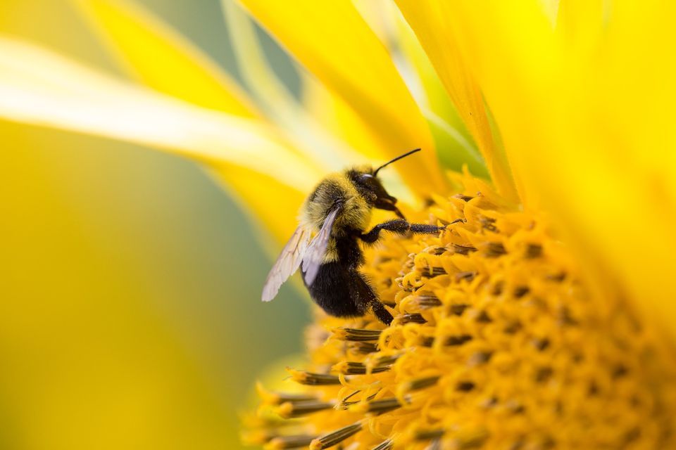 Powerful Pollinators