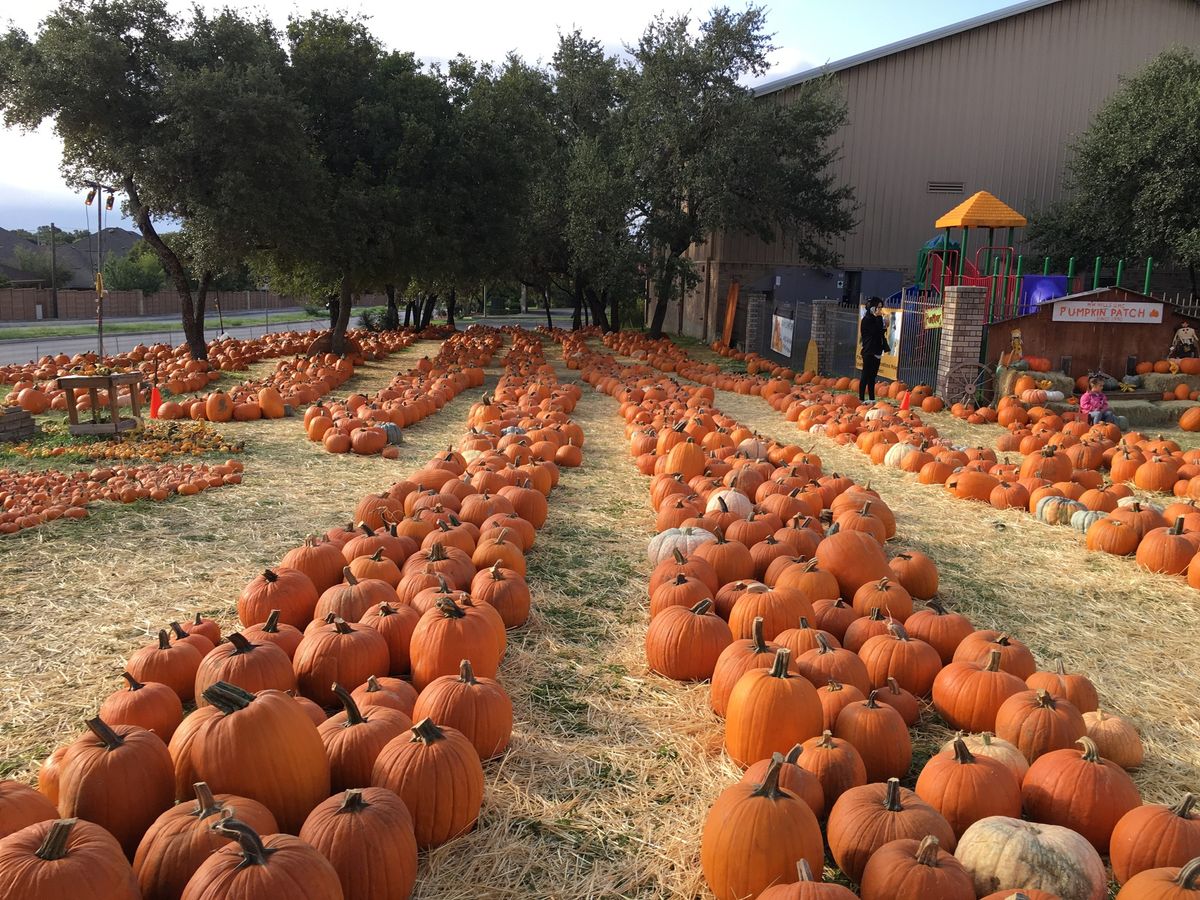 35th Annual Pumpkin Patch