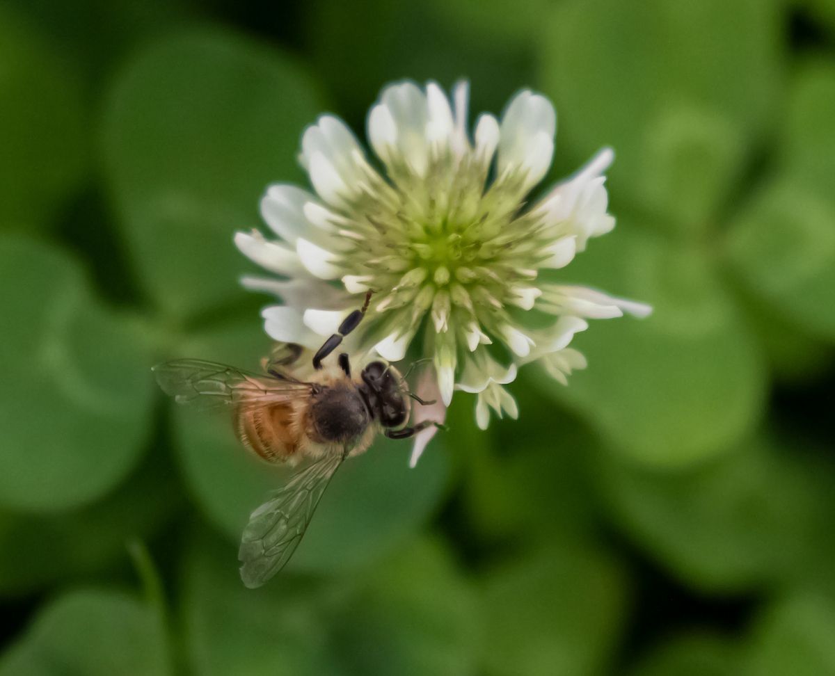 Parks for Pollinators Bioblitz