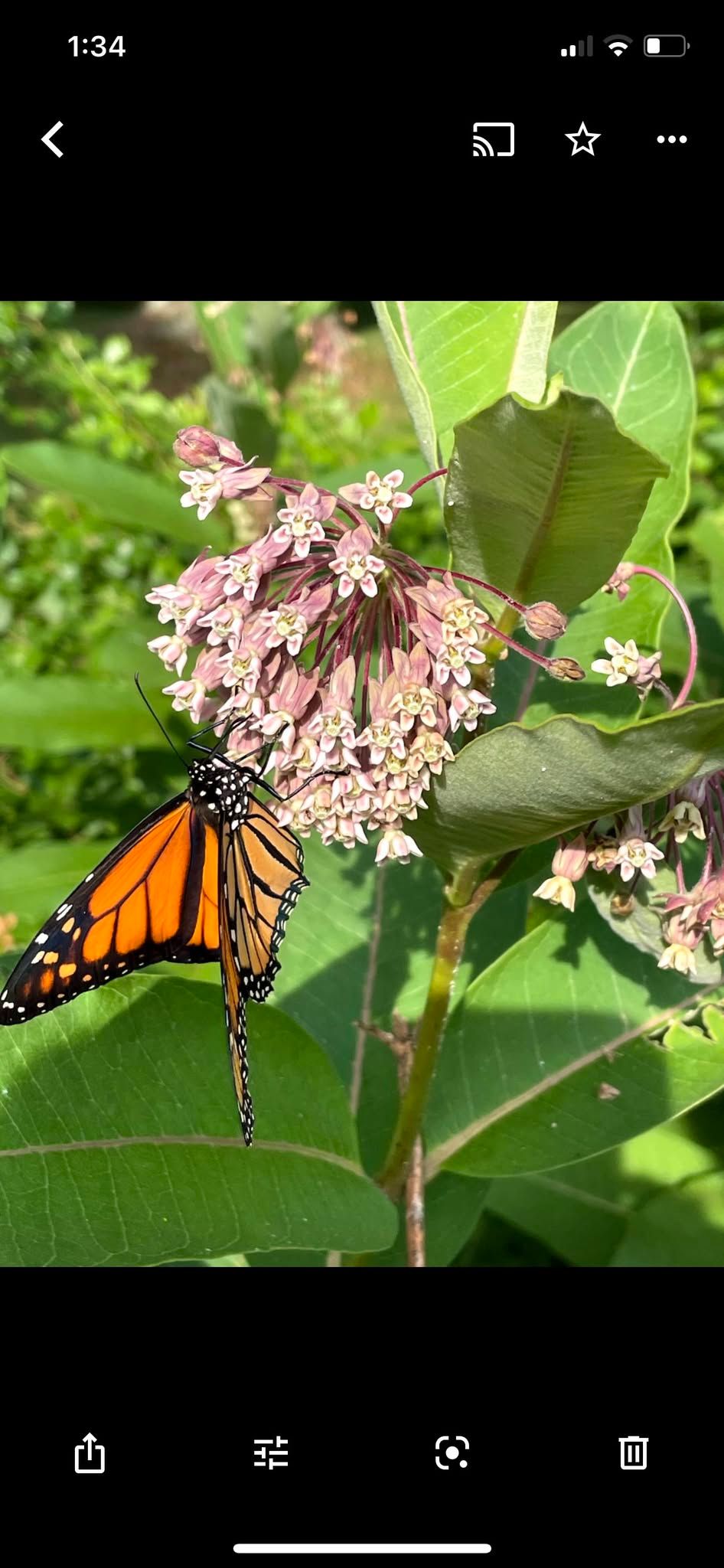 Spring Plant Sale @ Earth Day Staunton