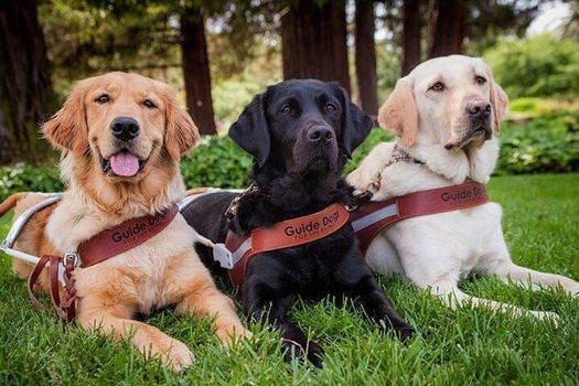 Canadian Guide Dogs for the Blind Scavenger Hunt