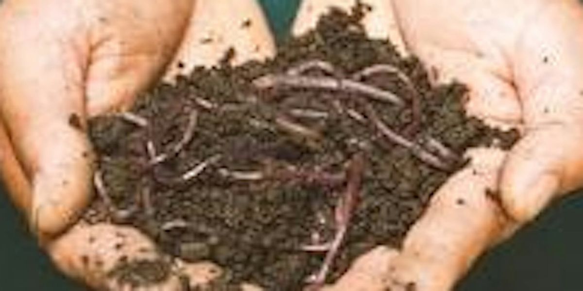 Learn to Build a Worm Bin