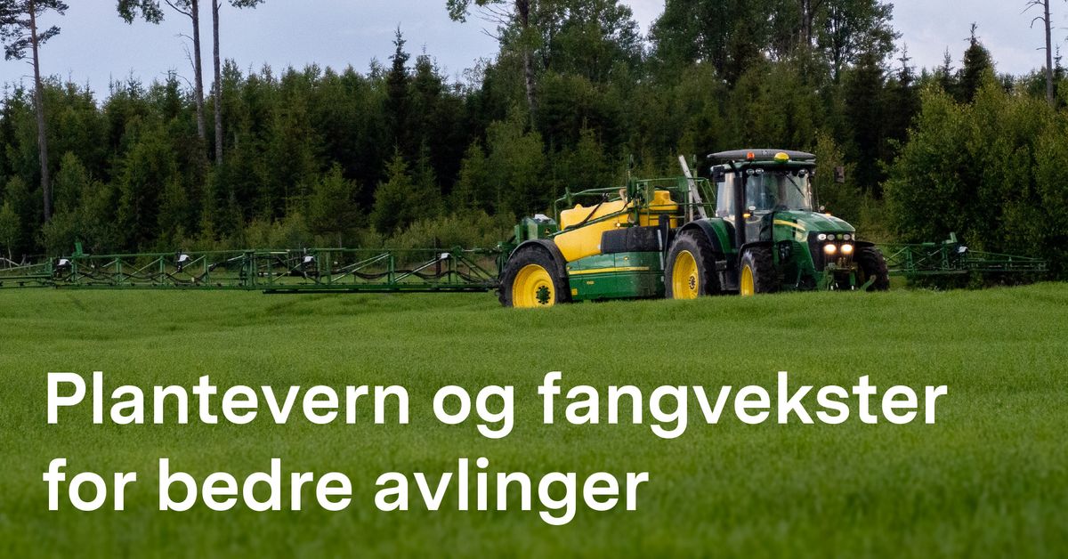 Plantevern og fangvekster for bedre avlinger