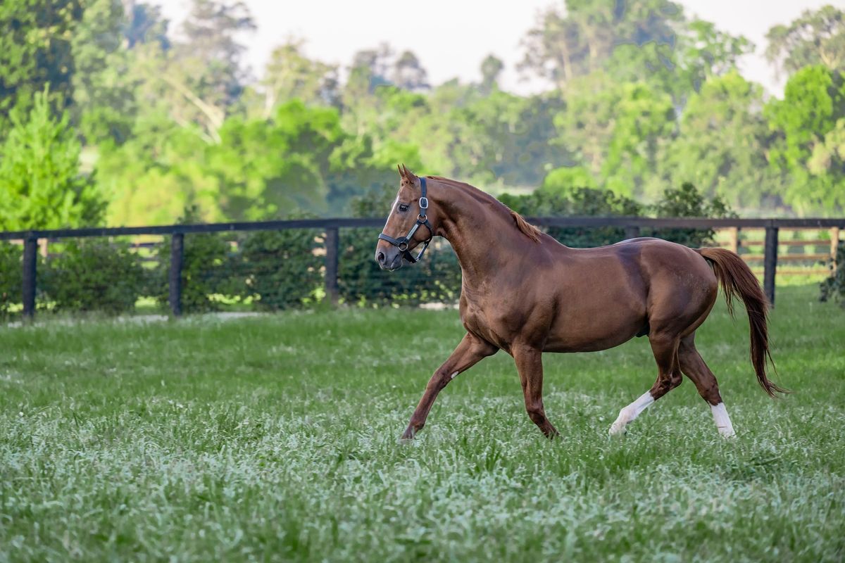 Tours at Hill \u2018n\u2019 Dale Farm\/Celebrating Curlin Festival