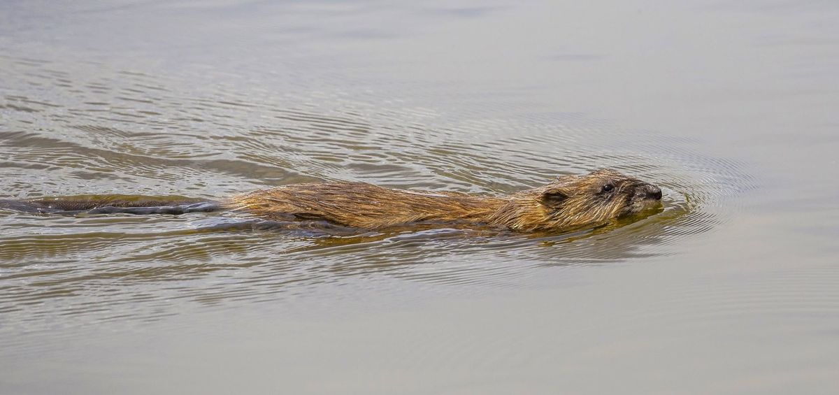 Beneficial Beavers