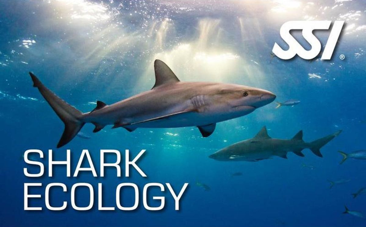 Shark Ecology Course