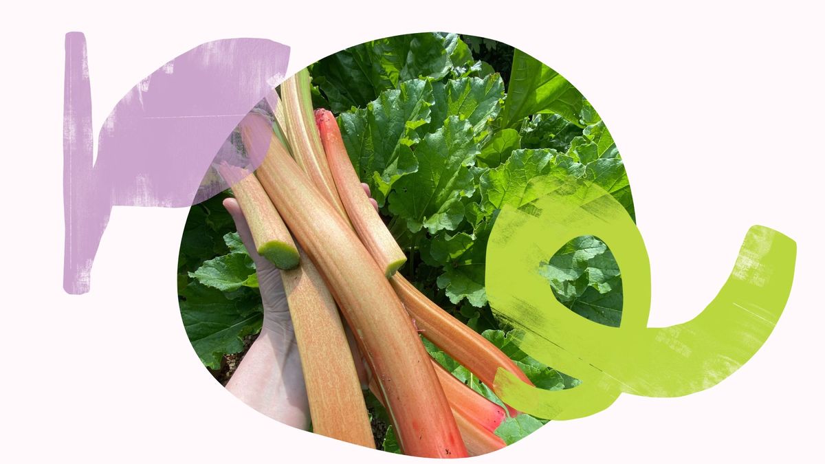 Dunoon Rhubarb Festival - save the date