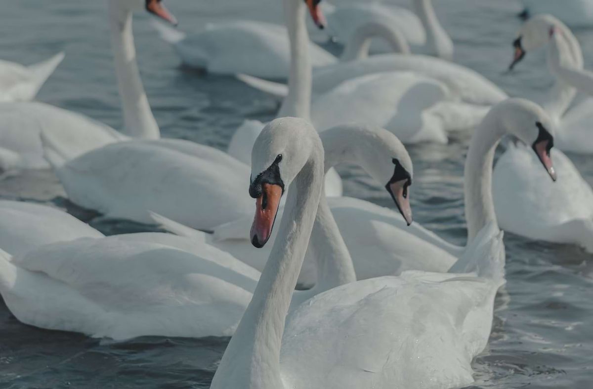 Swan Lake - Norfolk